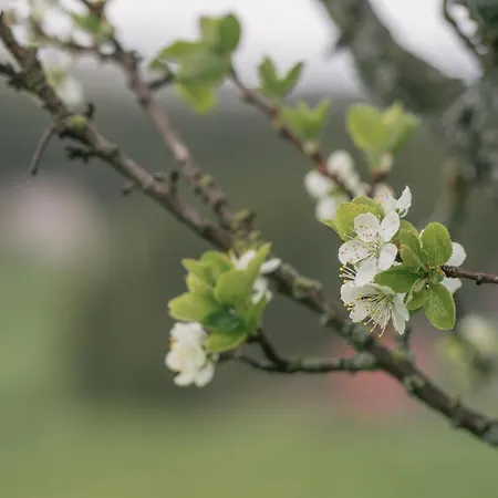 Jaktstuga Poiana Dealul Frumos Gîrda de Sus